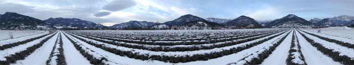 Champ de lavande sous la neige Die